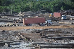 Government says that BaiShanLin has not shipped logs in recent months as there is an export restriction.