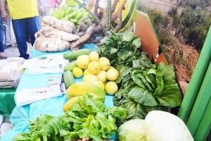 Crops on display at the expo.