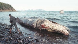 A fisherman inspects a dead California gray whale covered in oil from the Valdez spill on the northern shore of Latoucha Island, Alaska