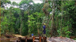 First Bauxite has been granted a 2-year extension to start building its mining facilities in Bonasika, up the Essequibo River. 