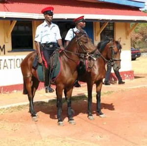 mounted-branch