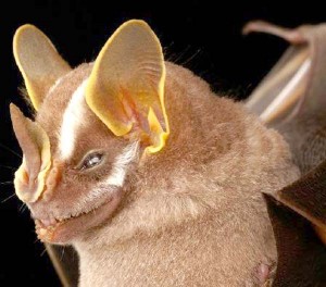 Bidentate yellow-eared bat