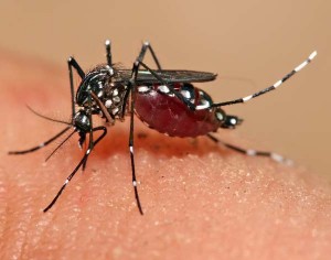 An Aedes aegypti mosquito which can spread the Zika virus.