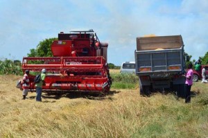 A combine in a rice field