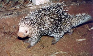 Brazilian porcupine