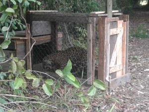 The jaguar that was captured bu residents.