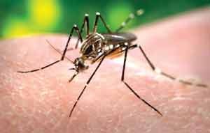 An Aedes Aegypti mosquito