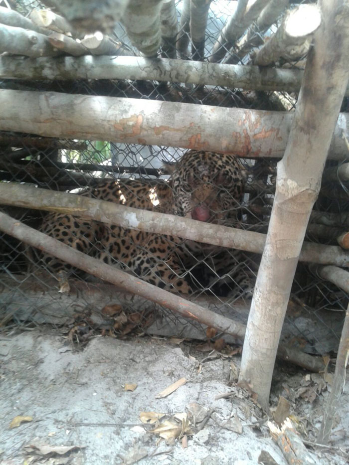 Another jaguar caught.