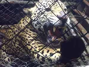 The captured jaguar