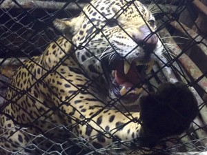captured jaguar again (2)