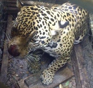 captured jaguar again