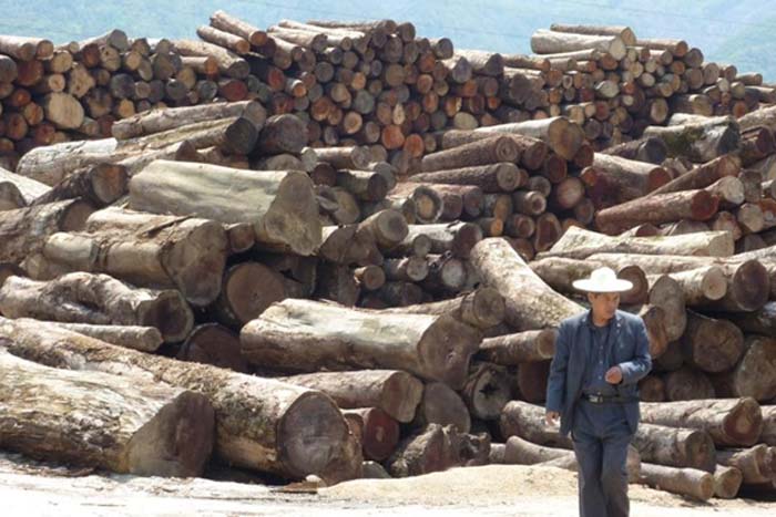Unsustainable logging in China.