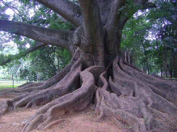 silk cotton tree