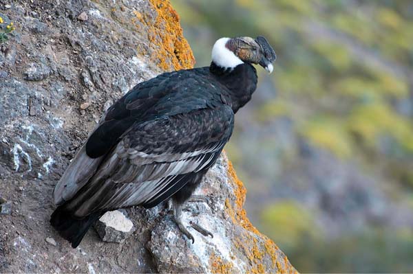 Andean Condor