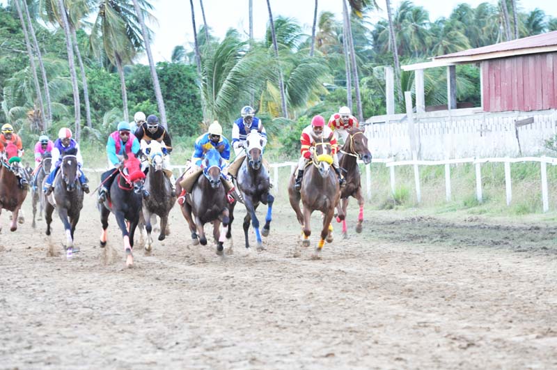 This is what Port Mourant Turf Club will witness in tomorrow’s Four Horseman / Jumbo Jet ‘Golden Jubilee’ Race Meet.