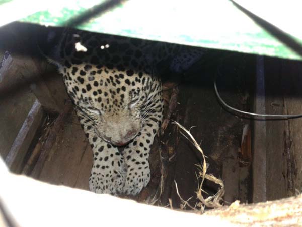 captured jaguar r