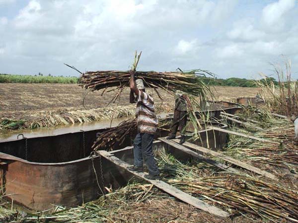 Sugar being loaded