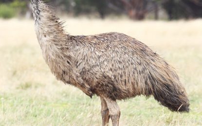 Interesting Creatures… The Emu (Dromaius novaehollandiae)