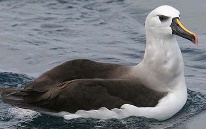 Atlantic yellow-nosed albatross (Thalassarche chlororhynchos)