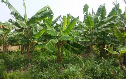Farmers have better control of Black Sigatoka disease – NAREI