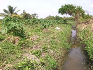 CDC’s were mandated to maintain canals and channels.