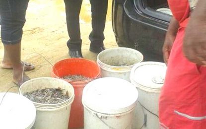 Pails of smuggled shrimp dumped by authorities