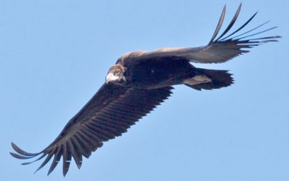 Interesting creatures… The Black Vulture (Coragyps atratus)