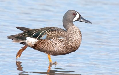 Interesting Creatures… The blue-winged Teal (Anas discors)