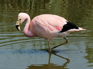 The-Chilean-flamingo