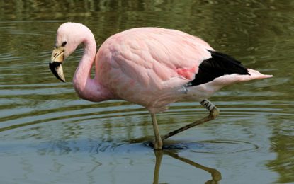 Interesting Creatures… The Chilean flamingo (Phoenicopterus chilensis)