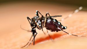 An Aedes mosquito is capable of transmitting the Zika Virus