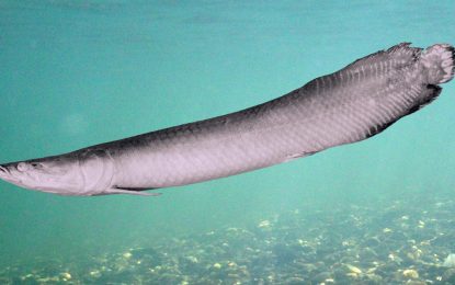 Interesting Creatures…  Arapaima leptosoma