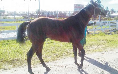 Horses prepare for $22M, 2016  Jubilee Guyana Cup Horserace meet