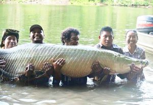 During the 2016 Drought in the Rupununi: Volunteers moving an Arapaima to deeper water.