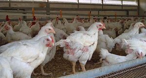 Authorities say that there was no disease outbreak in poultry farms in Berbice. 
