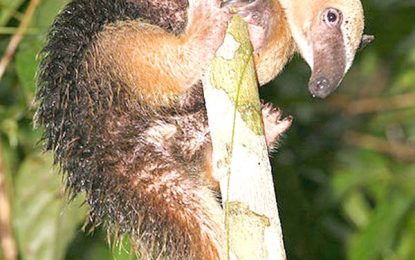 The Tamandua