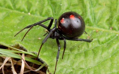 Latrodectus (Black Widow Spider)