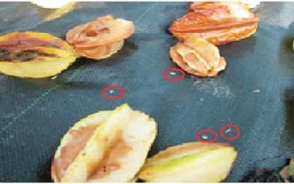 NAREI tackles Carambola Fruit Fly in hinterland