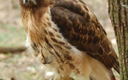 The Red-Tailed Hawk (Buteo jamaicensis)