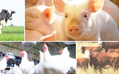 Livestock sector hold out much promise