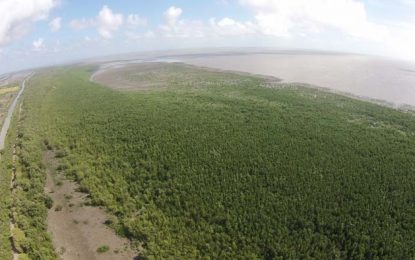 Mangrove forests – protecting the coastline, supporting village economies