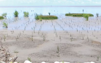 Over 500,000 seedlings planted under Guyana Mangrove Restoration Programme