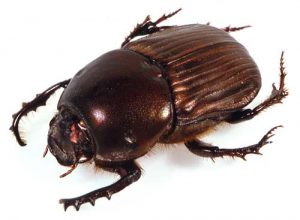 dung-beetle