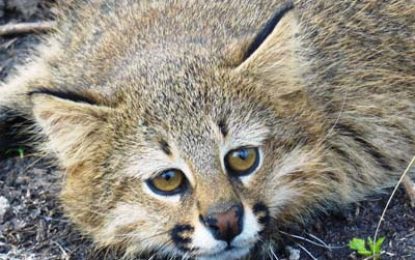 Pampas cat (Leopardus pajeros)