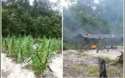 Nine acres of marijuana destroyed