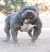 pitbull.jpg