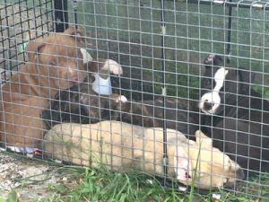 The pit-bull pups which were detained 