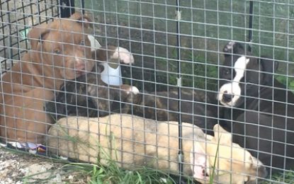 Pit-bull pups narrowly miss being euthanized