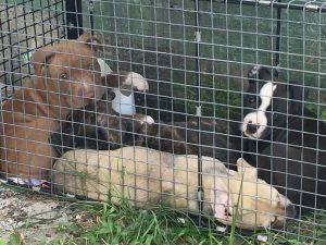 The pit-bull pups which were detained.