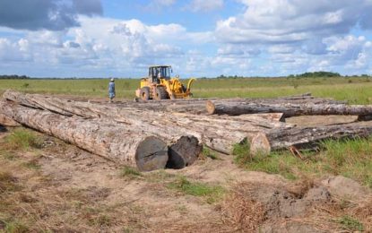 Additional incentives crucial to making forestry sector more competitive – GFC Report